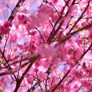 temoignage-adulte-marie-japon